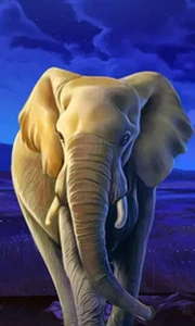 African Elephant